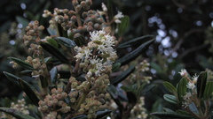 Miconia elaeoides