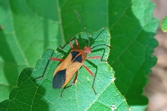 Hypselonotus bitrianguliger