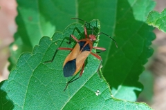 Hypselonotus bitrianguliger