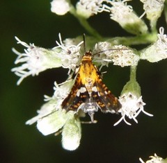 Thyris maculata