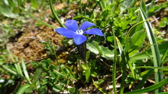 Gentiana bavarica