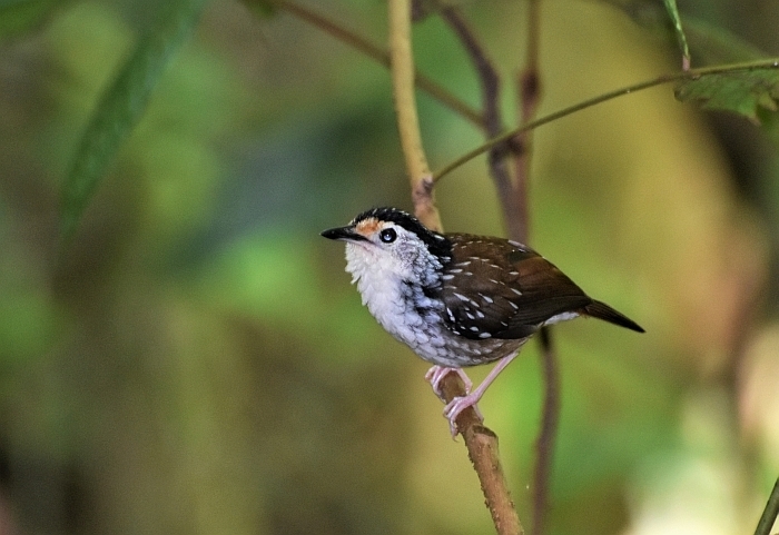 Striped Wren-Babbler
