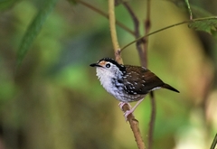 Kenopia striata