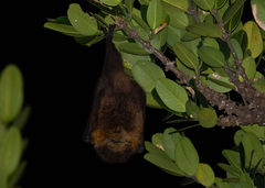 Pteropus dasymallus formosus