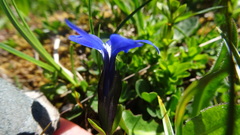 Gentiana bavarica