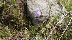 Soldanella pusilla