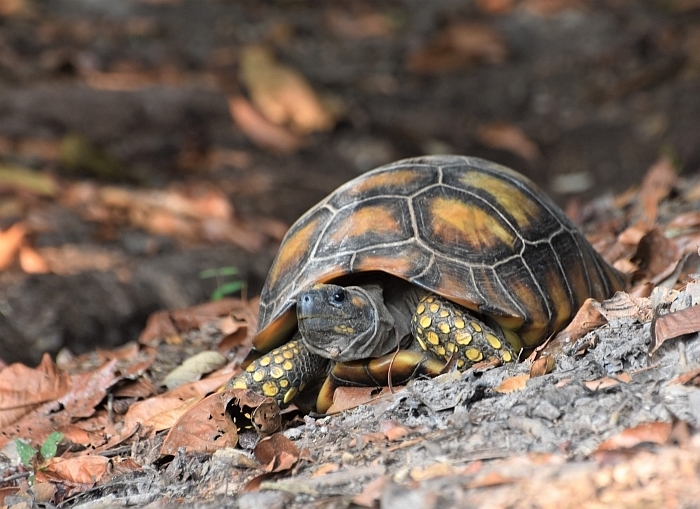 Jabuti-tinga (Anfíbios e répteis do Parque Nacional da Tijuca ...