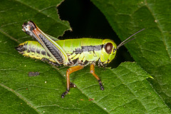 Micropodisma salamandra