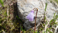 Soldanella pusilla