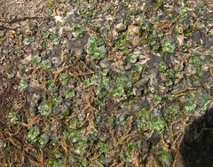 Marchantia polymorpha ruderalis