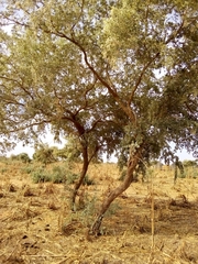 Guiera senegalensis
