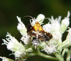 Thyris maculata
