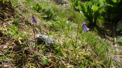 Soldanella pusilla