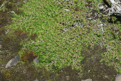 Selaginella peruviana