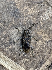 Phrynetopsis trituberculata