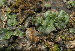 Marchantia polymorpha ruderalis