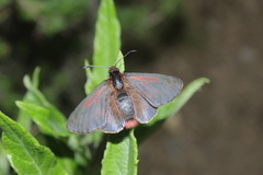 Metardaris