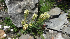 Pedicularis tuberosa