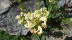 Pedicularis tuberosa