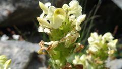 Pedicularis tuberosa