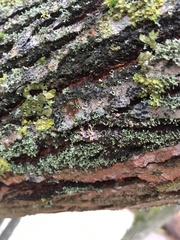 Erythricium aurantiacum