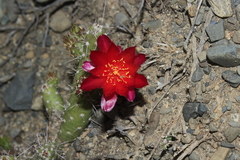 Austrocylindropuntia shaferi