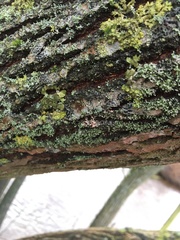 Erythricium aurantiacum