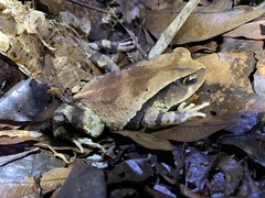 Sclerophrys brauni