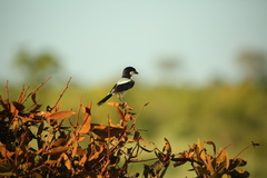 Lanius dorsalis