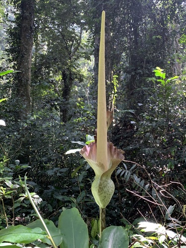 Amorphophallus stuhlmannii image