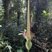 Amorphophallus stuhlmannii - Photo (c) michelemenegon, alguns direitos reservados (CC BY-NC), uploaded by michelemenegon