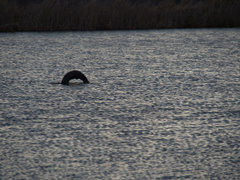 Hydrictis maculicollis