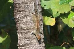 Funambulus tristriatus