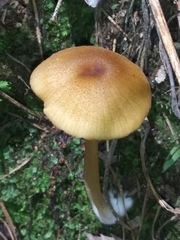 Entoloma formosum