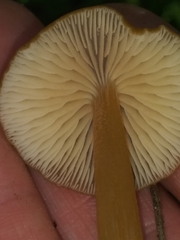 Entoloma formosum
