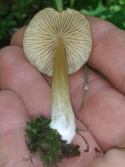 Entoloma formosum