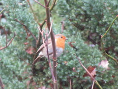 Erithacus rubecula