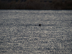 Hydrictis maculicollis