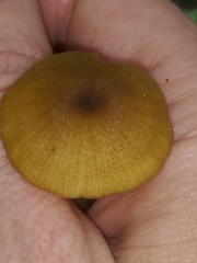 Entoloma formosum