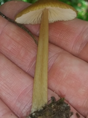 Entoloma formosum