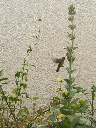 Common Chiffchaff