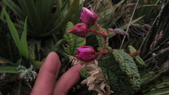 Rubus acanthophyllos