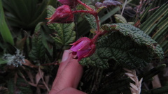 Rubus acanthophyllos