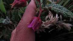 Rubus acanthophyllos