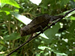 Rieppeleon brevicaudatus