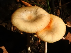 Fungi
