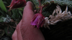 Rubus acanthophyllos