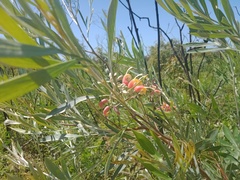 Grevillea refracta