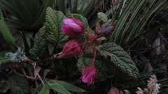 Rubus acanthophyllos