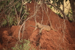 Varanus albigularis microstictus